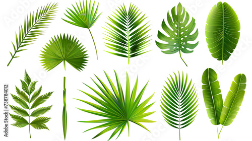 Tropical palm leaves (Monstera) are set on an isolated, transparent white background. Watercolor, hand-painted, summer clipart