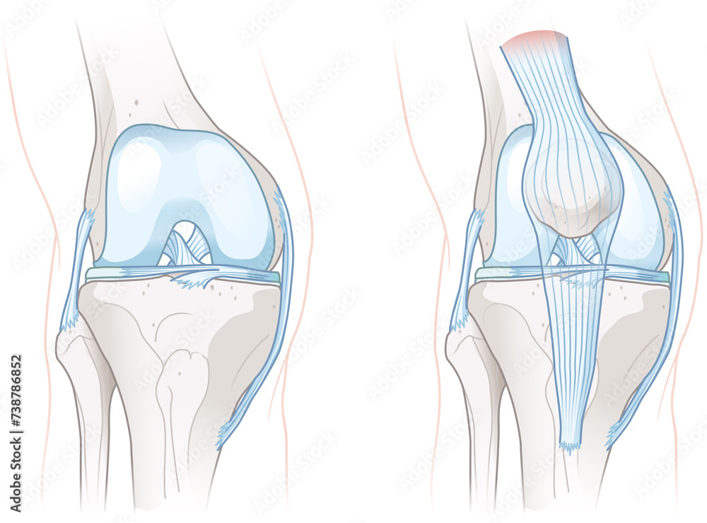 Healthy Knee Joint Anatomy. Illustration Healthy Knee Joint Anatomy. Illustration