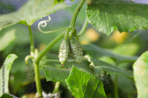 Growing cucumbers in the farm. Green plant