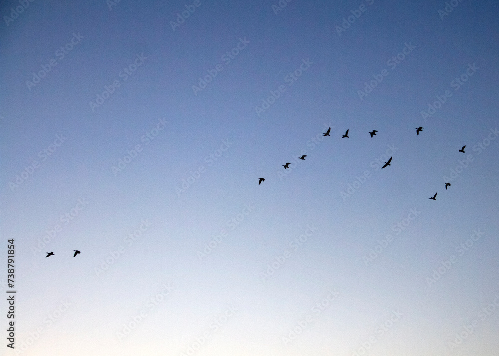 birds flying over cloud sky