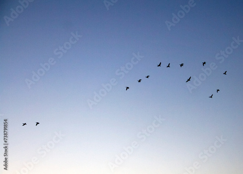 birds flying over cloud sky