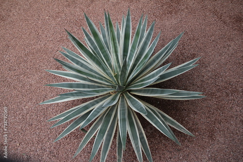 lush green Agave angustifolia (Marginata) plant gracefully positioned atop the sandy ground, creating a picturesque scene.