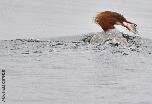 Gänsesäger
