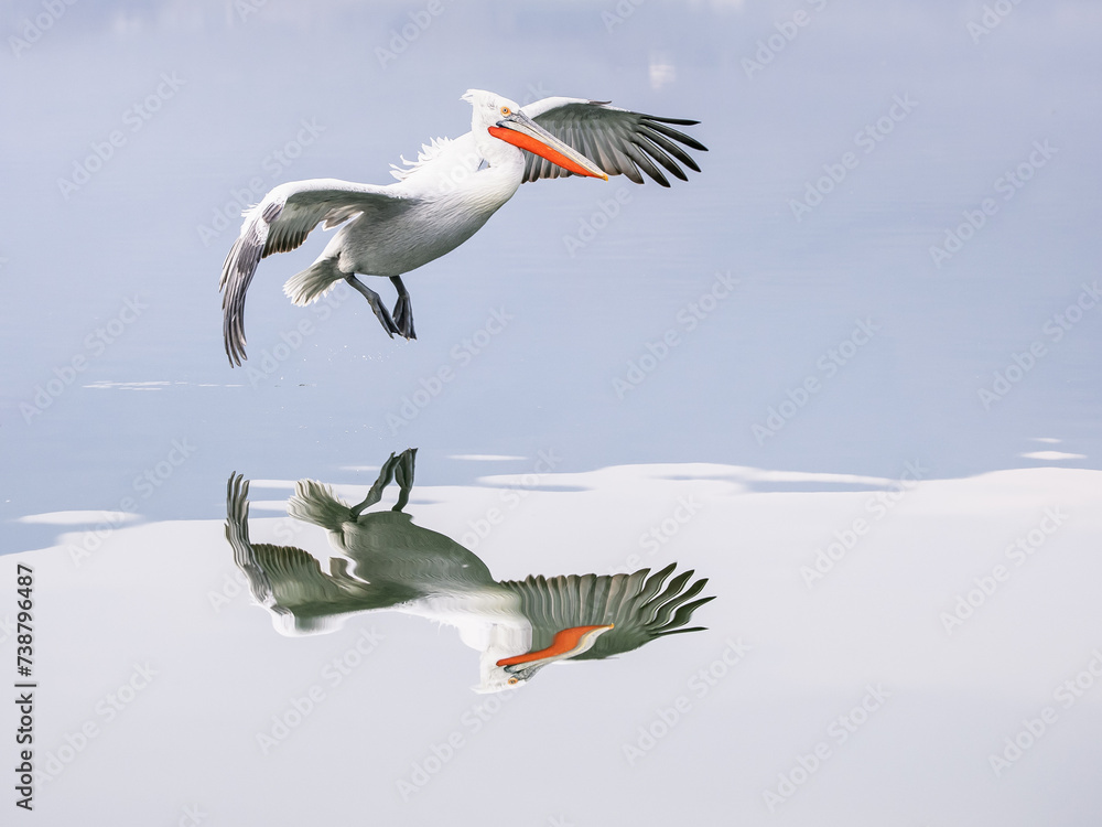 Obraz premium Dalmatian pelican flying