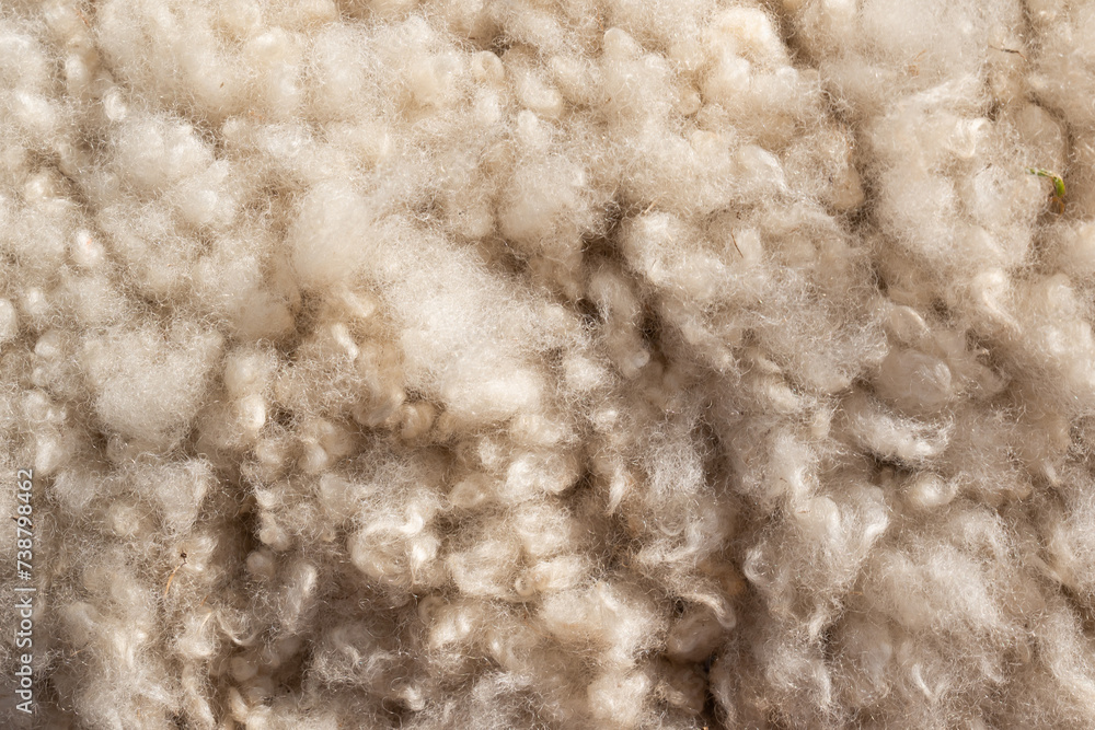 Obraz premium Close up view of a sheep beige color curly wool fleece showcasing its natural softness and intricate texture ideal for warm textiles pattern fashion background