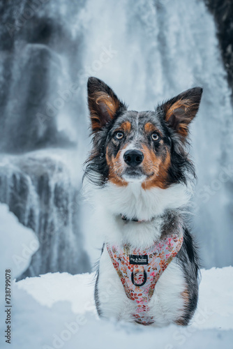 dog in snow