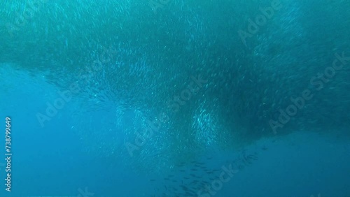 Sardines schooling over coral reef  photo