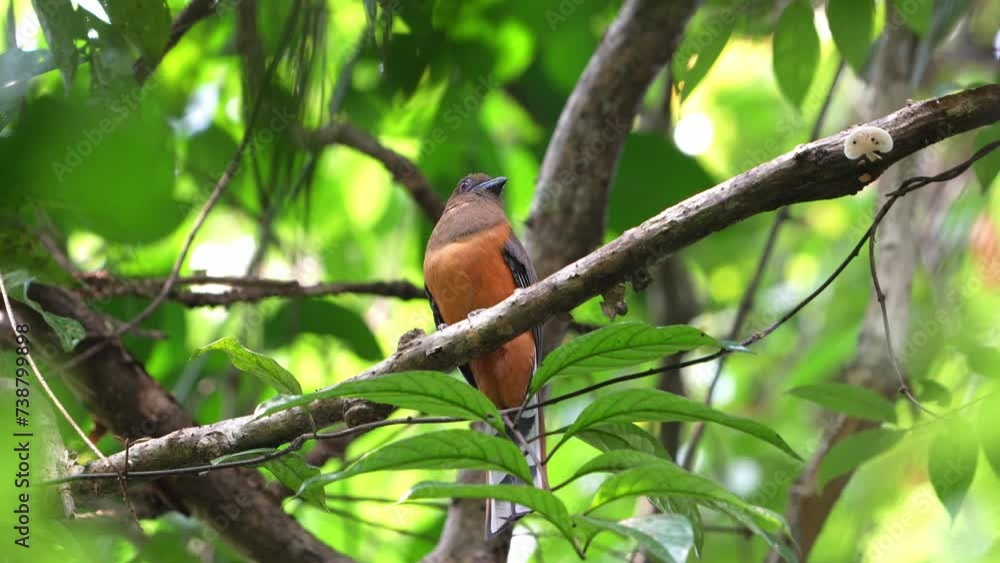 The Malabar trogon (Harpactes fasciatus) is a species of bird in the trogon family The Malabar trogon (Harpactes fasciatus) is a species of bird in the trogon family