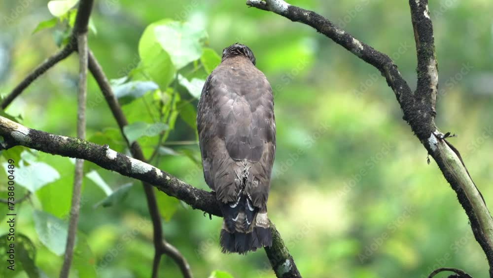 The crested serpent eagle (Spilornis cheela) is a medium-sized bird of prey. The crested serpent eagle (Spilornis cheela) is a medium-sized bird of prey.