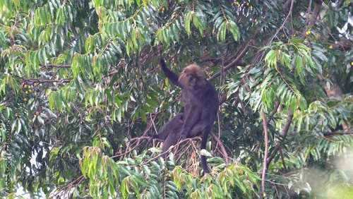 The Nilgiri langur (Semnopithecus johnii) is a langur (a type of Old World monkey) photo