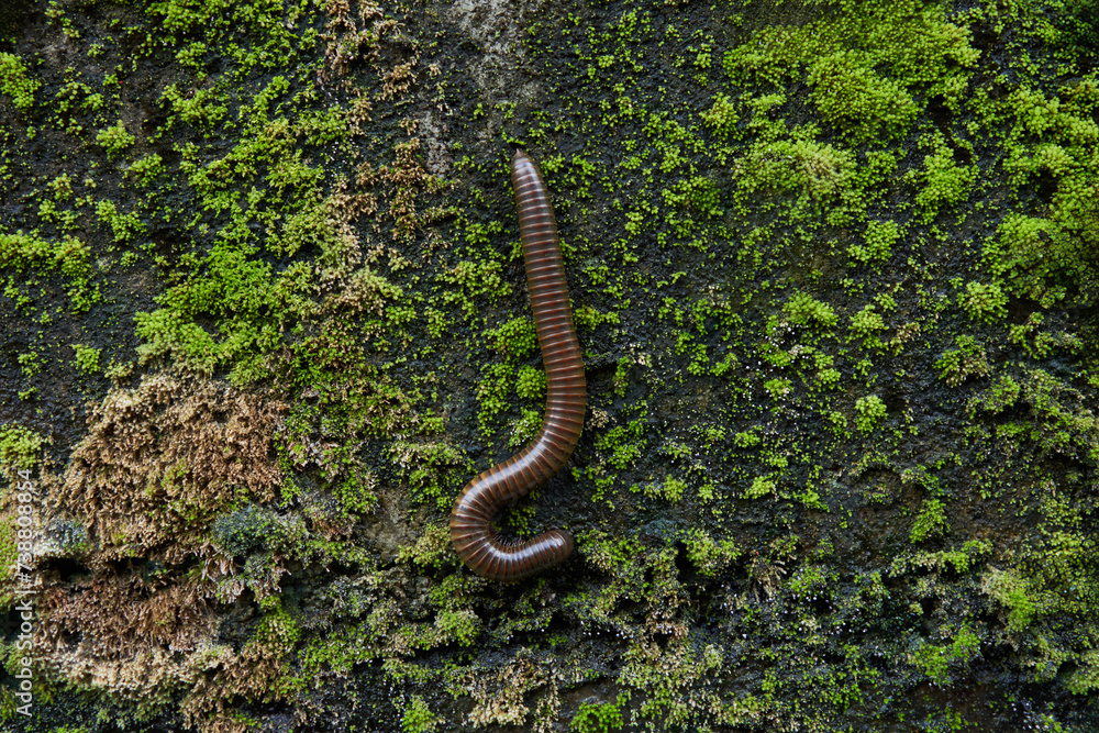 millipede on green moss on the stone millipede on green moss on the stone