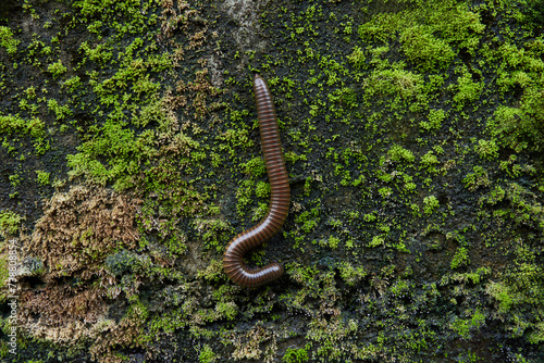 millipede on green moss on the stone