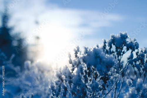 Snow-covered bushes backlit by the setting sun
