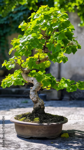 aesthetic bonsai on white background