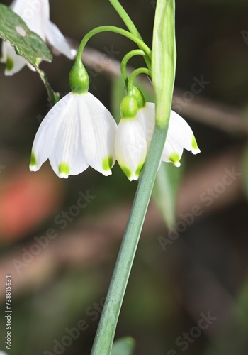Macro view of snowdrops on their stem