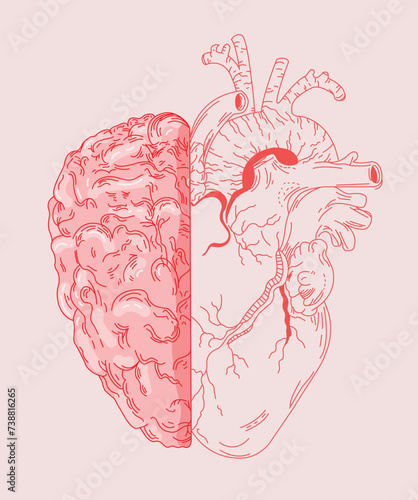Heart And Brain Vector Illustration (ID: 738816265)