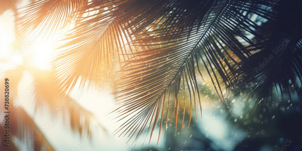 Coconut palm tree leaves on blurred background. Vintage tone.