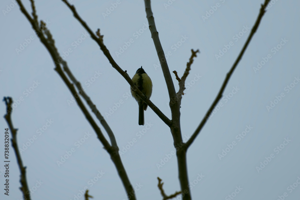 Obraz premium Great tit (Parus major) sitting in a tree in Zurich, Switzerland