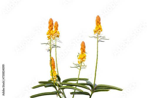 Yellow flower of Acapulo, Candelabra bush, Candle bush, Ringworm bush or Senna alata (L.) Roxb. bloom in the garden is a Thai herb isolated on white background included clipping path. photo