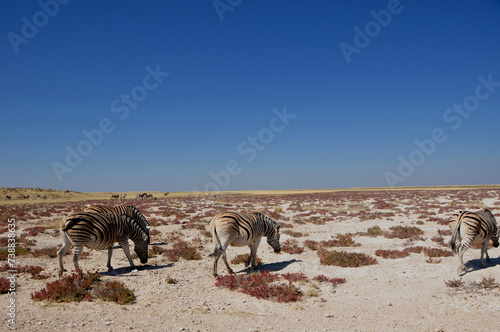 Zebras at Etosha Salt pans near Halali in Namibia.  NAmibia is a wildlife-paradies.