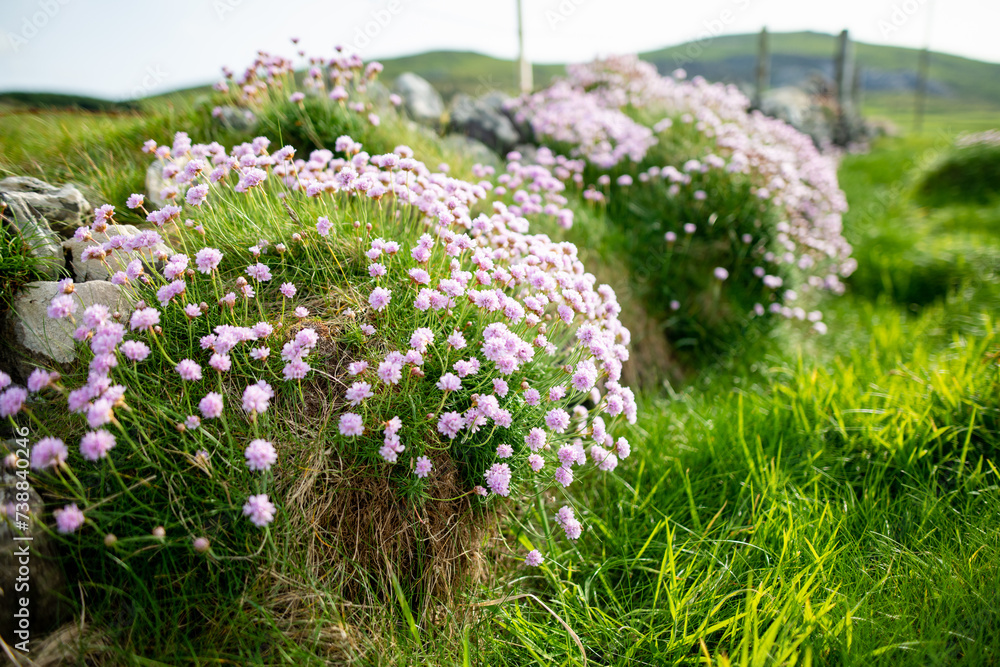 Naklejka premium Pink thrift flowers blossoming on rough and rocky shore along famous Ring of Kerry route. Rugged coast of on Iveragh Peninsula, Ireland.