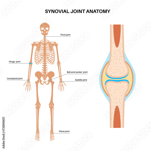Synovial joint poster