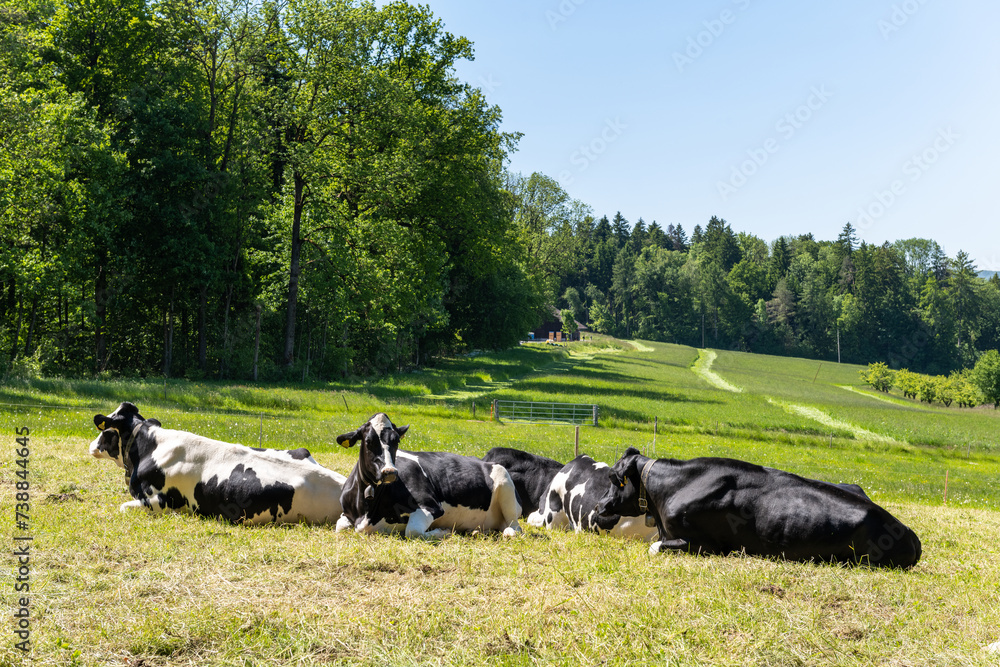 Fototapeta premium Kühe liegend auf der Weide