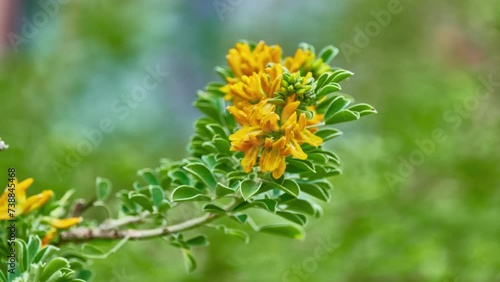 Medicago arborea is flowering plant species in the pea and bean family Fabaceae. Common names include moon trefoil, shrub medick, alfalfa arborea, and tree medick. photo