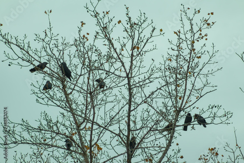 birds gather in a tree during the winter