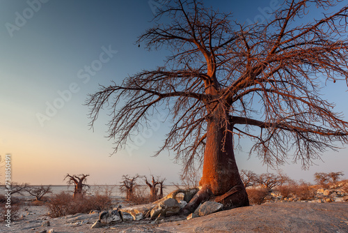 Baobabs und Sterkulienbaum im Abendlicht photo