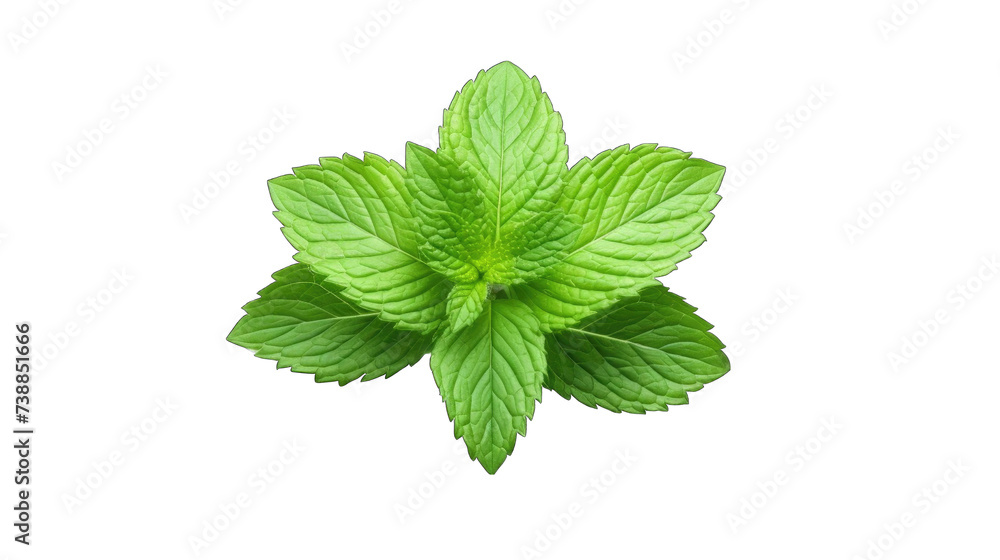 a fresh mint png / transparent a fresh mint png / transparent