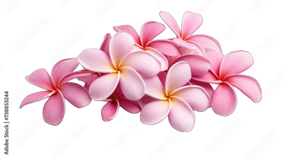 Obraz premium a fresh plumeria png / transparent