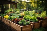 Raised beds with thriving backyard vegetables, the concept of home grown organic produce