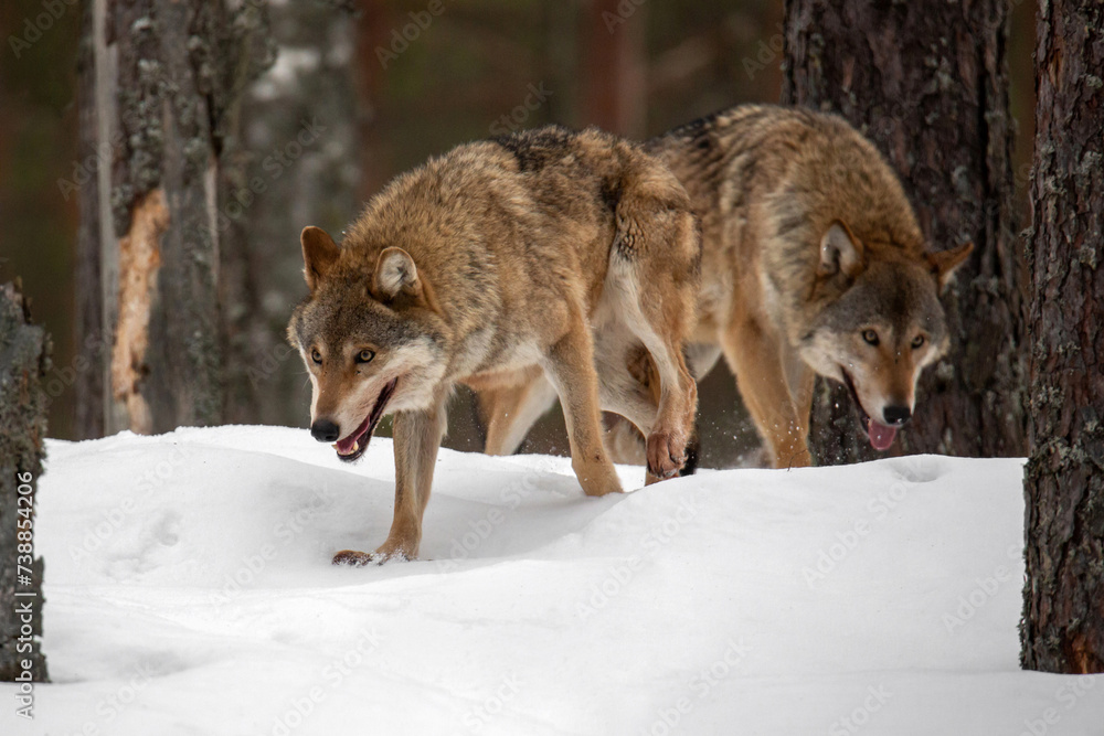 Two wolves follow a trail in a snowy forest. Winter landscape. Life of animals. Wild life