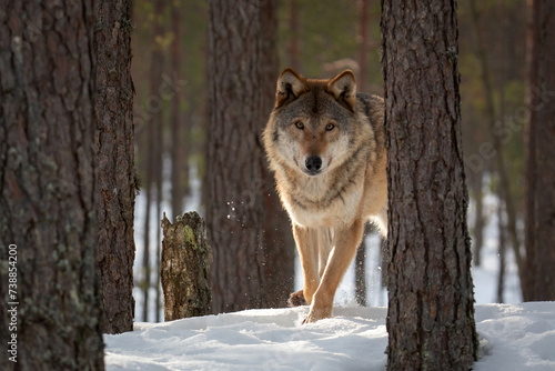 The wolf carefully goes out to the edge of the forest. Winter landscape. Life of animals. Wild life