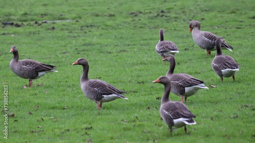 Ducks in the field