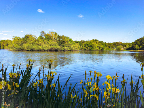 lake view with blue sky and yellow Iris in front, Epping Forest Connaught Water , north London, England.