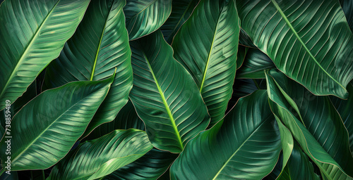 The concept of Spathiphyllum cannifolium  featuring a green abstract texture with a white frame