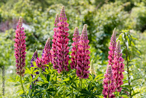 lupinus, lupine plant with pink flowers growing in the garden