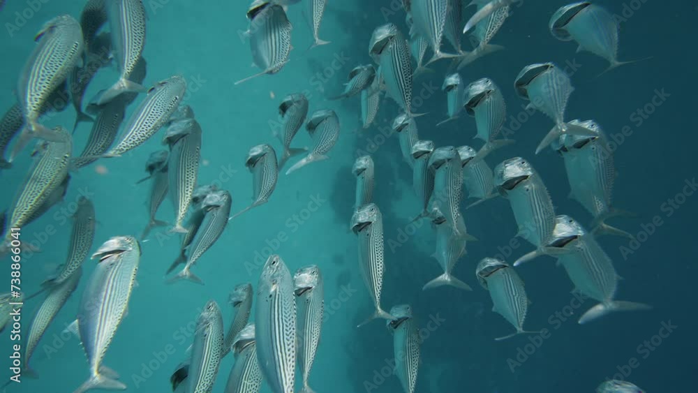 Fish Behind Rocks silversides hiding behind secret rocks under sun shine beams ...