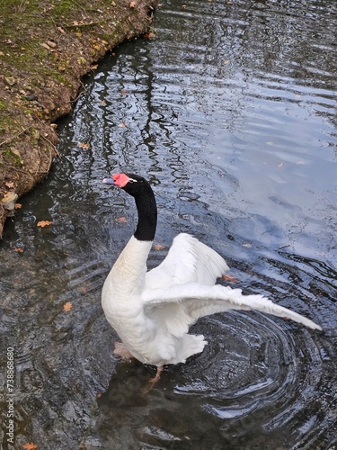 The black-necked swan (Cygnus melancoryphus) is a swan that is flapping wings.
