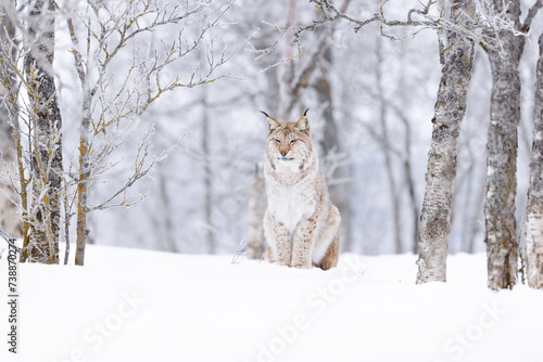 Confident lynx cat sitting in beautiful winter forest