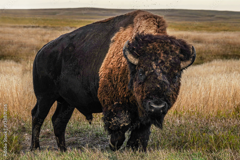Bull Buffalo (American Bison) on the Prairie