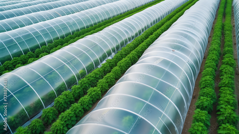 view of greenhouses lined up in a row covered with transparent film view of greenhouses lined up in a row covered with transparent film