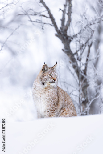 Close portrait of beautiful lynx cat in the winter forest snow