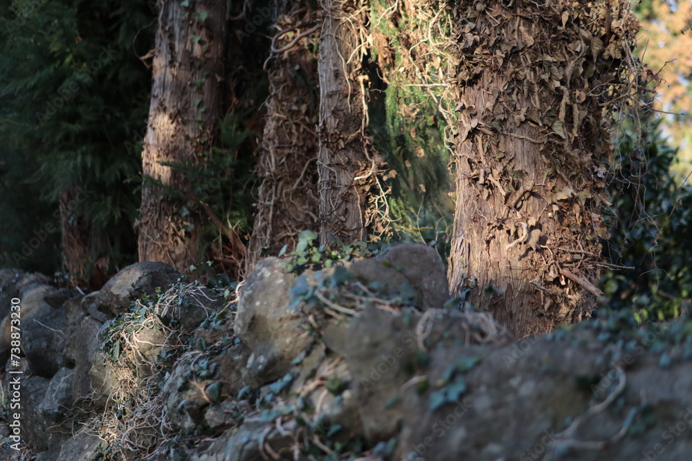 Jeju island pine tree stone wall basalt orchard Jeju island pine tree stone wall basalt orchard