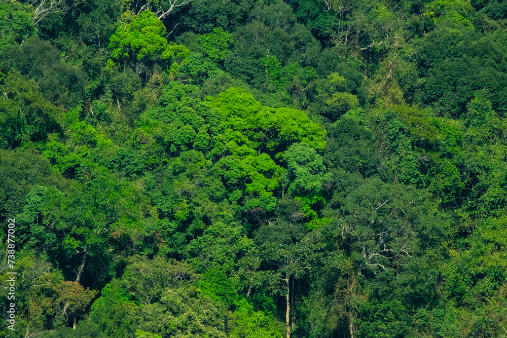 Summer Mountain Rainforest Tree Texture Nature Background