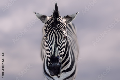 Burchell's Zebra head (Equus quagga burchellii) photo