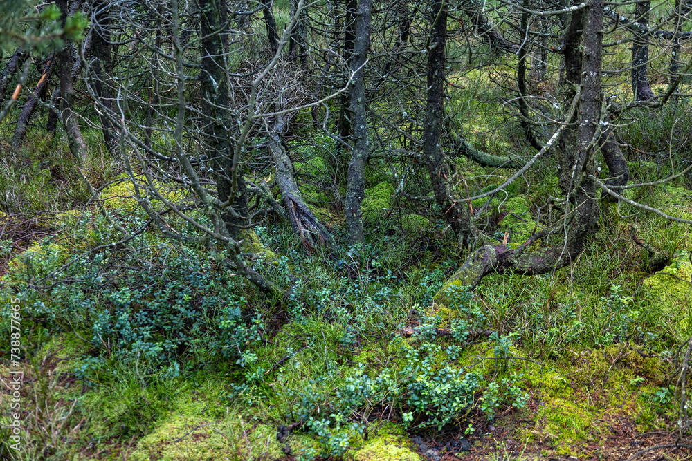 Obraz premium Moorwald um den Blindensee