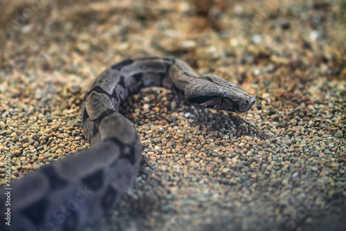 Amaral's Boa snake (Boa constrictor amarali)